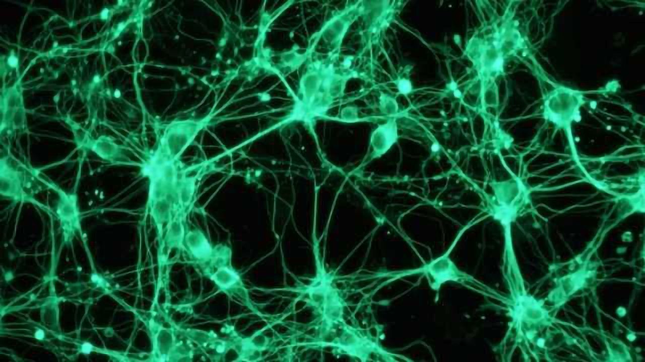 Enabling Animal-free Large Scale Toxicity Testing