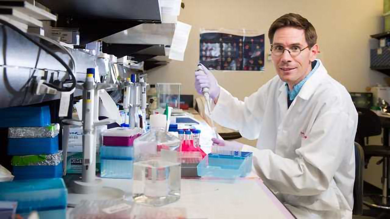 'Signal' Crucial to Stem Cell Function in Hair Follicles Identified