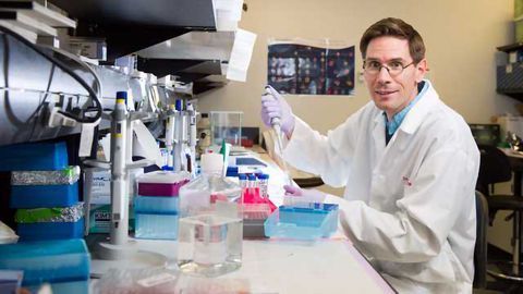 'Signal' Crucial to Stem Cell Function in Hair Follicles Identified