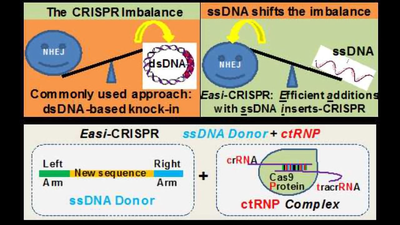 Fine-tuning CRISPR to Create Popular Mouse Models