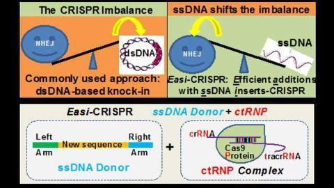 Fine-tuning CRISPR to Create Popular Mouse Models