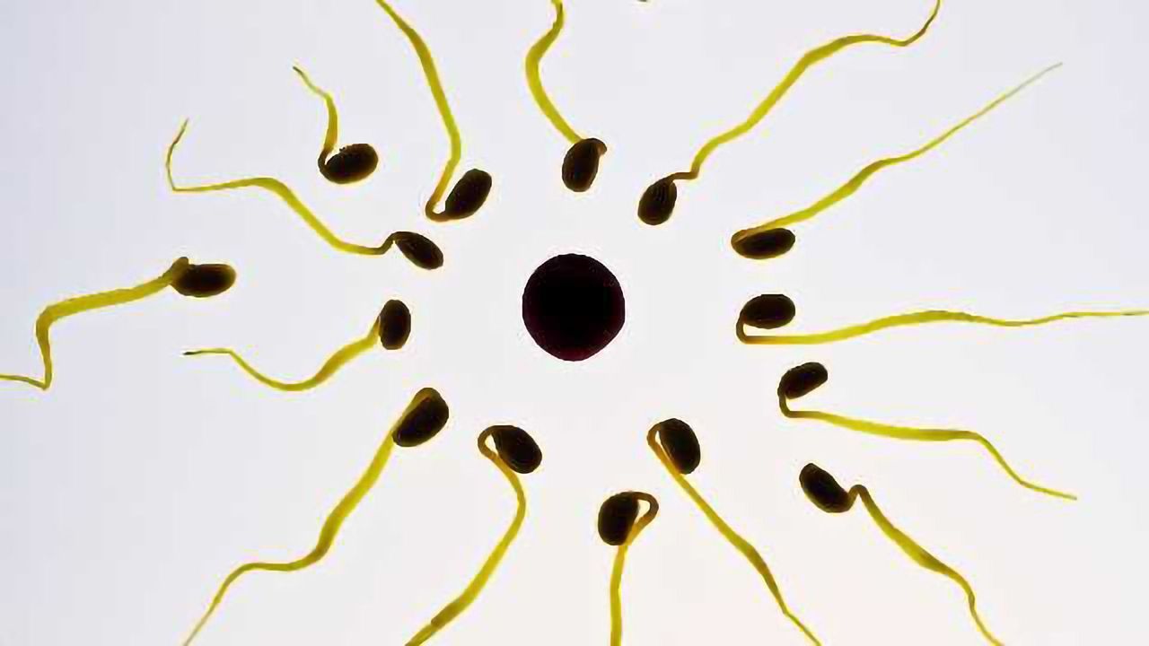 New ‘Sperm Radar’ Test May Uncover Secrets About Male Infertility