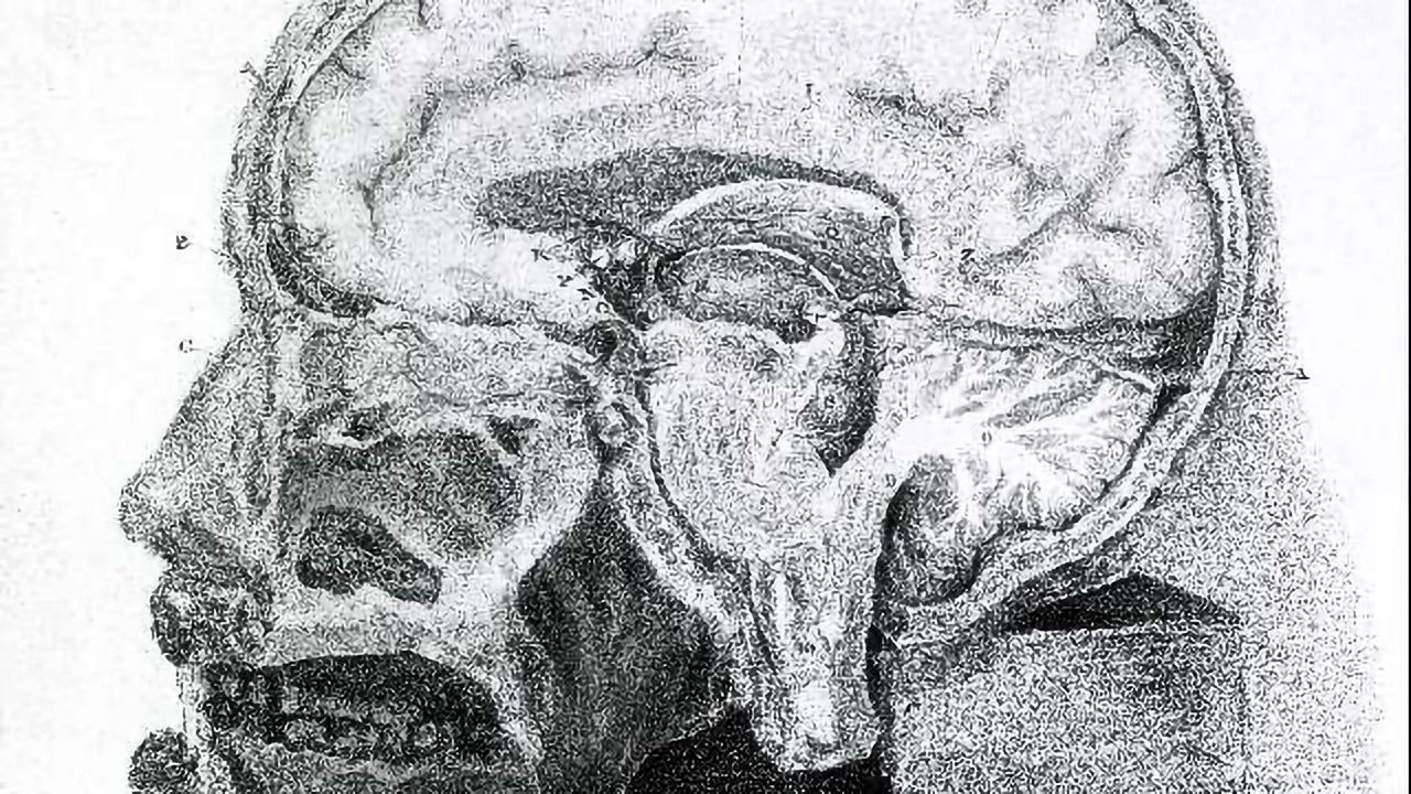 19th Century Engraving of a Cross-Section of the Human Brain