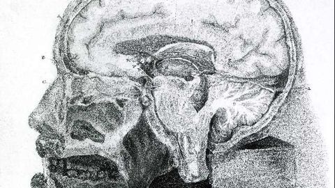 19th Century Engraving of a Cross-Section of the Human Brain