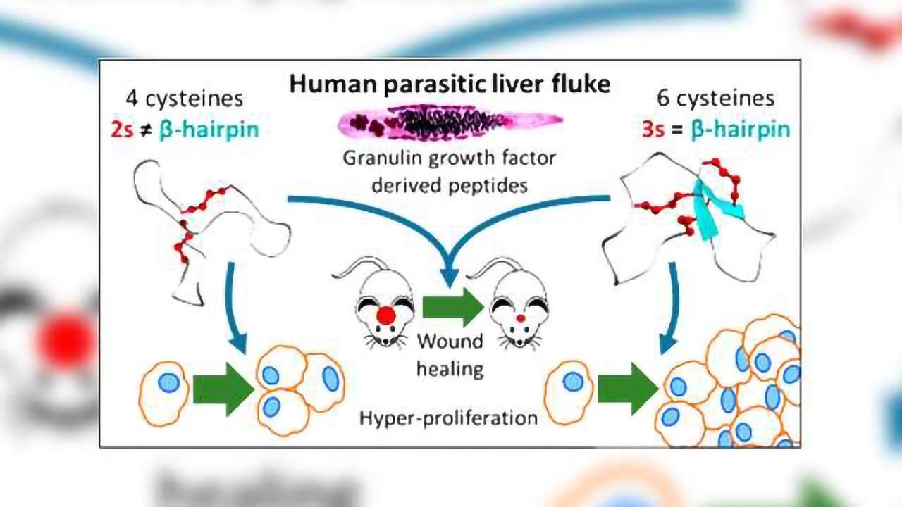 Liver Fluke Granulin Structural Fold Provides Wound Healing Opportunity