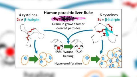 Liver Fluke Granulin Structural Fold Provides Wound Healing Opportunity