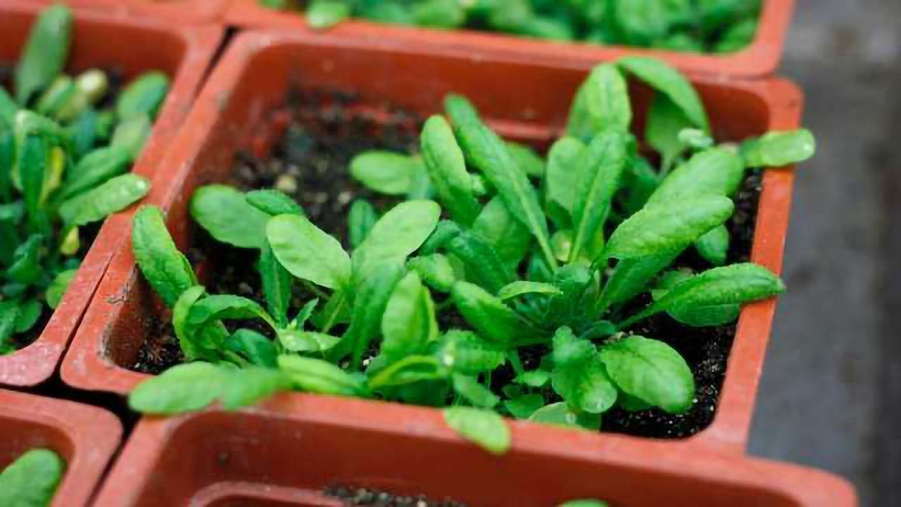 Crop Genetics: Tackling the global iron deficiency problem