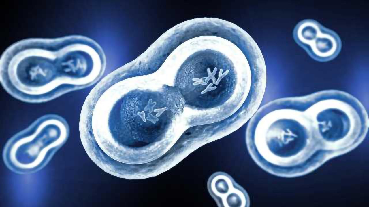 Targeting Cell Cycle Protein May Slow Cancer Cell Division
