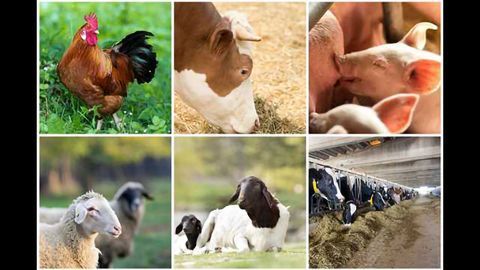 sbeadex™ livestock kit – One kit. Any sample type.