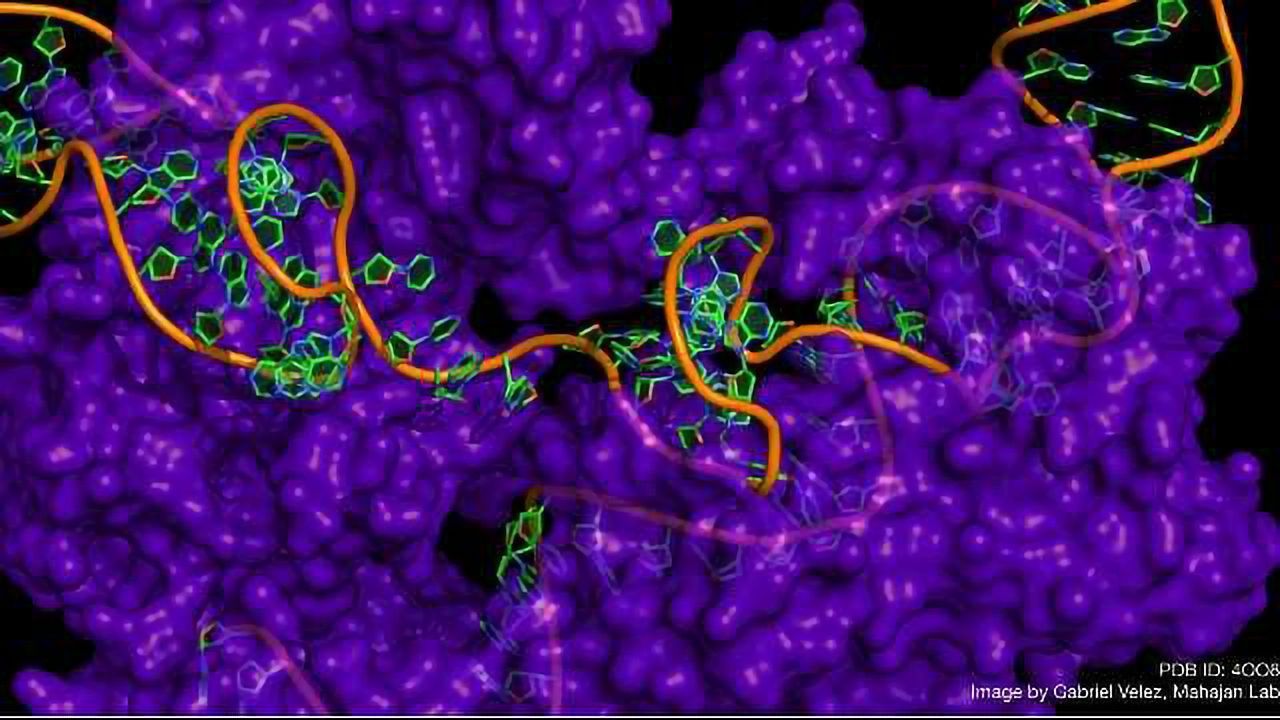 WGS Reveals Potential Pitfalls of In Vivo CRISPR Gene Editing