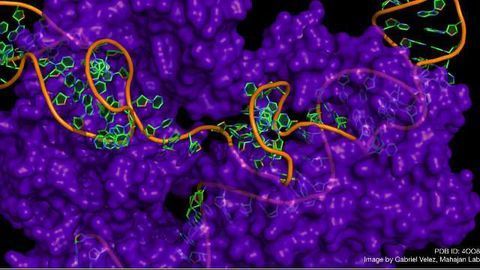 WGS Reveals Potential Pitfalls of In Vivo CRISPR Gene Editing