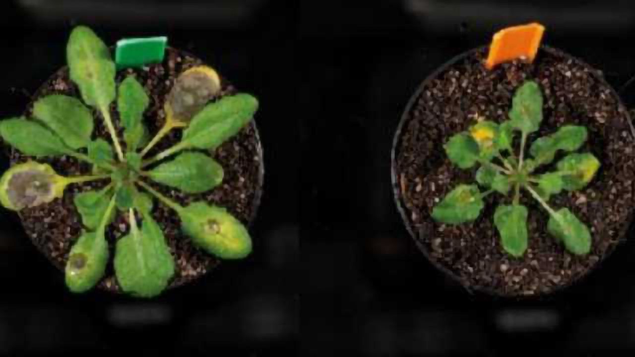 Jasmonic Acid Discovery has the Potential to Improve Crop Resistance