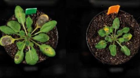 Jasmonic Acid Discovery has the Potential to Improve Crop Resistance