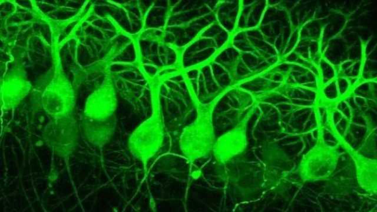 Mouse Cerebellar Purkinje Neurons