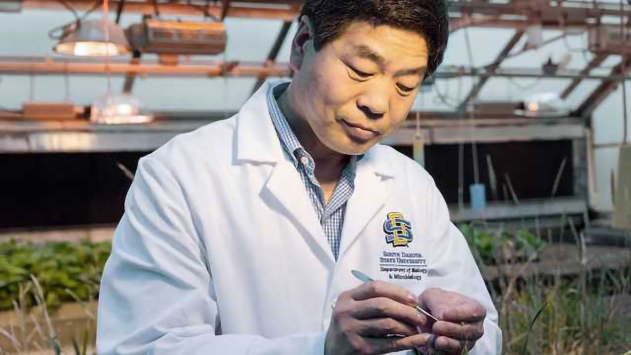 Increasing Wheat Yields with CRISPR