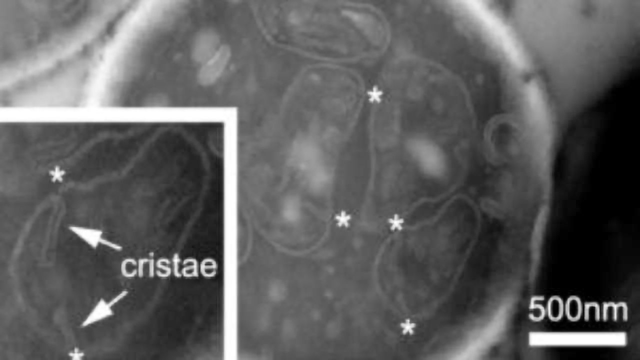 The Art of Folding Mitochondrial Membranes