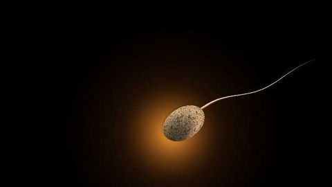Secret of Sperm’s ‘Bendy’ Tail Revealed