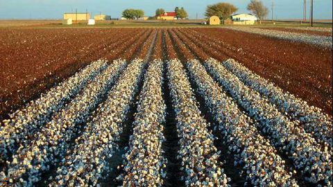 Epigenetic Cotton May Save the American Cotton Industry