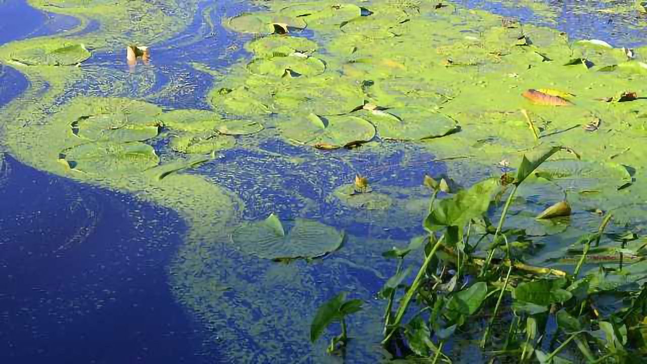 Virus Infection may be Linked to Toledo Water Crisis