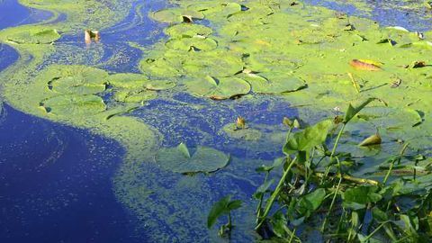 Virus Infection may be Linked to Toledo Water Crisis