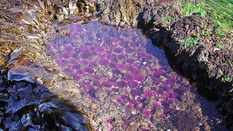 Acidified Ocean Water Widespread Along North American West Coast