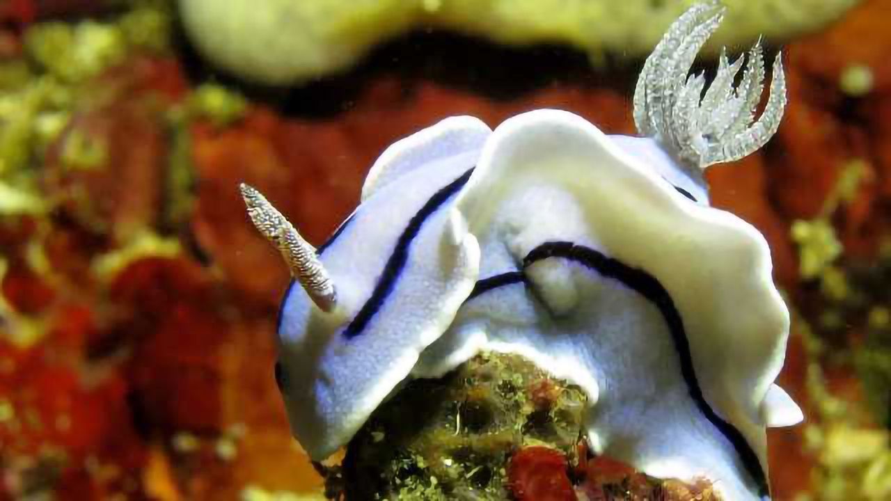 Neurons Conserved Between Species May Not Have Same Function