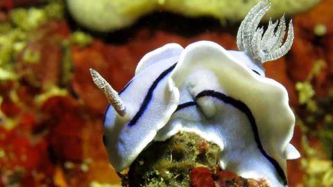 Neurons Conserved Between Species May Not Have Same Function