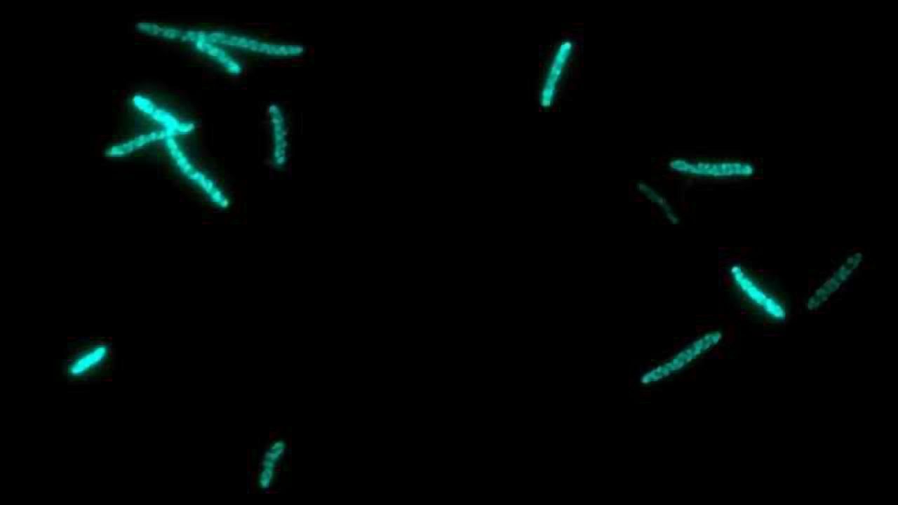 Engineering Bacteria To Make Plant Cytochromes
