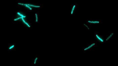 Engineering Bacteria To Make Plant Cytochromes