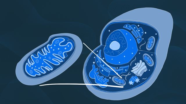 Diagram of a eukaryotic cell showing the location of the mitochondria within the cytoplasm 