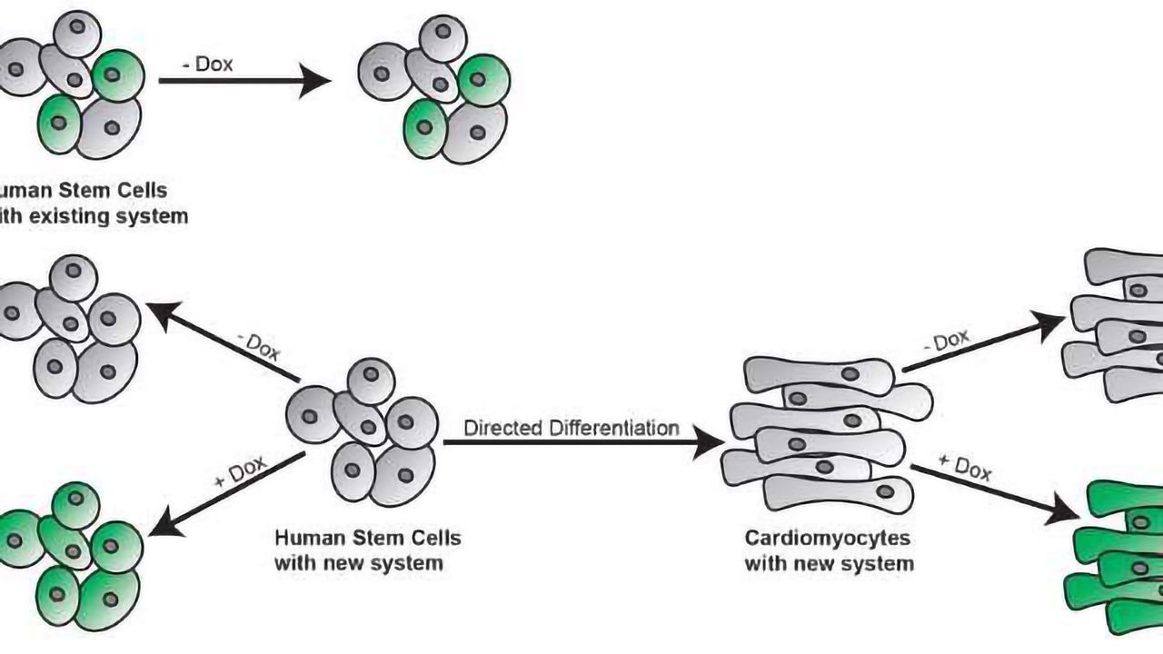 Two-part System Turns Stem Cells into Whatever You Want