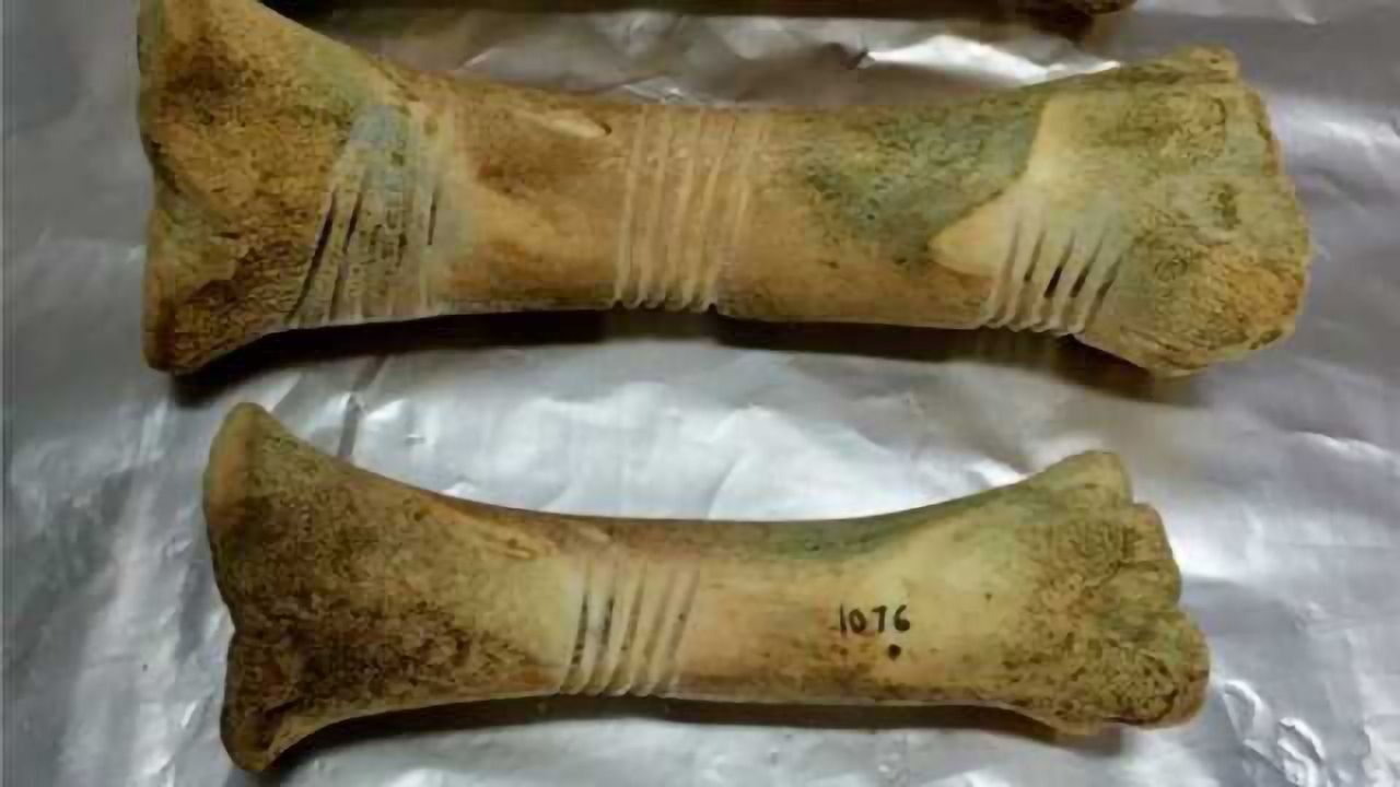 What Bone Proteomics Could Reveal About The Dead