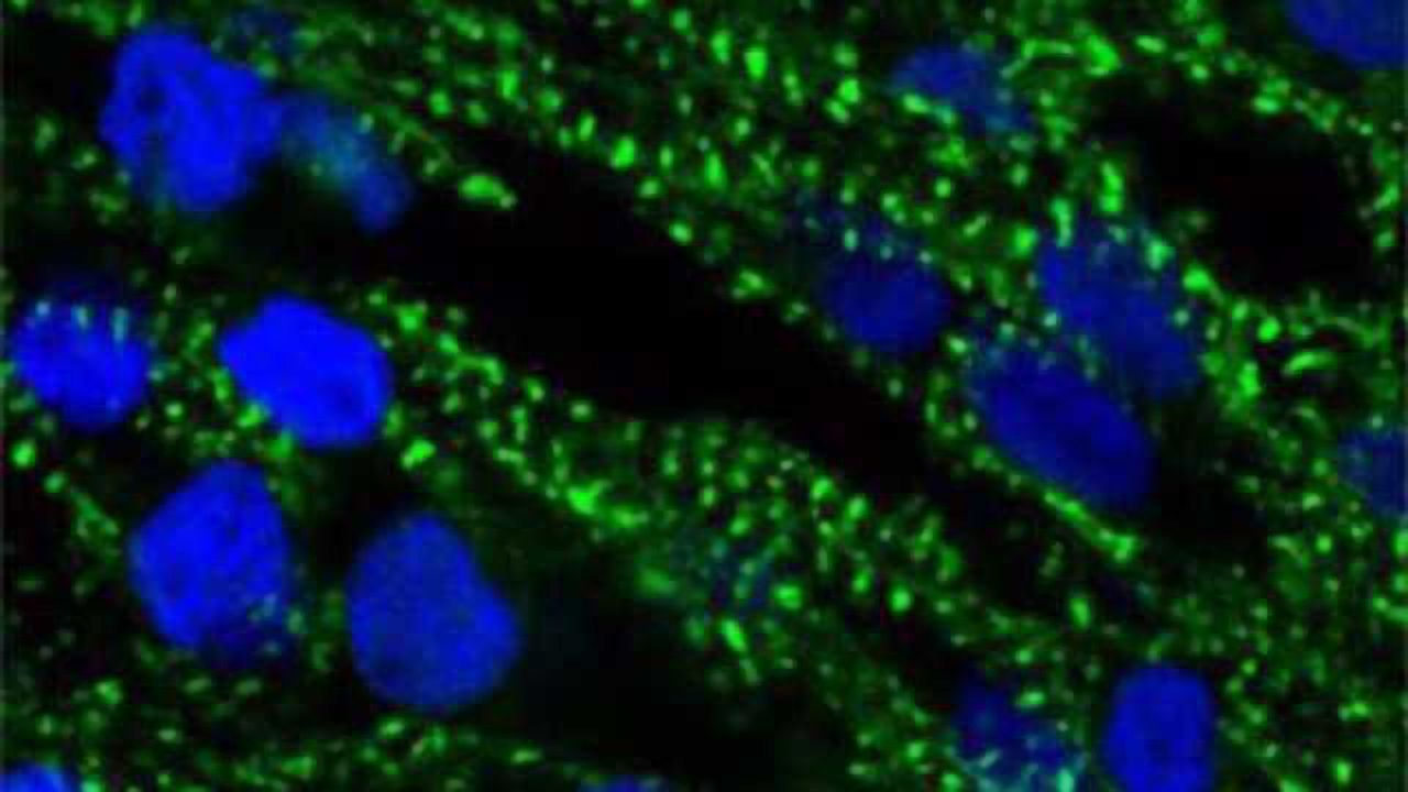Human Heart Tissue Grown from Stem Cells Improves Drug Testing