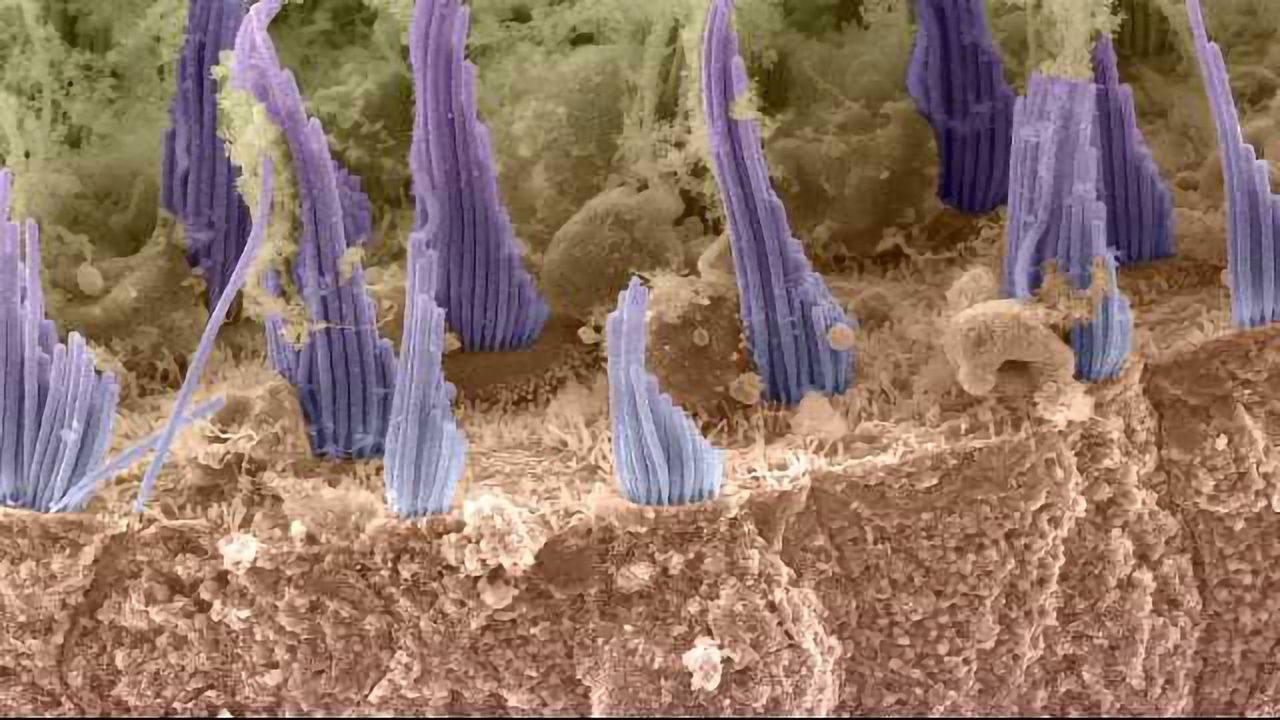Scanning EM Image of Hair Cells in the Utricle
