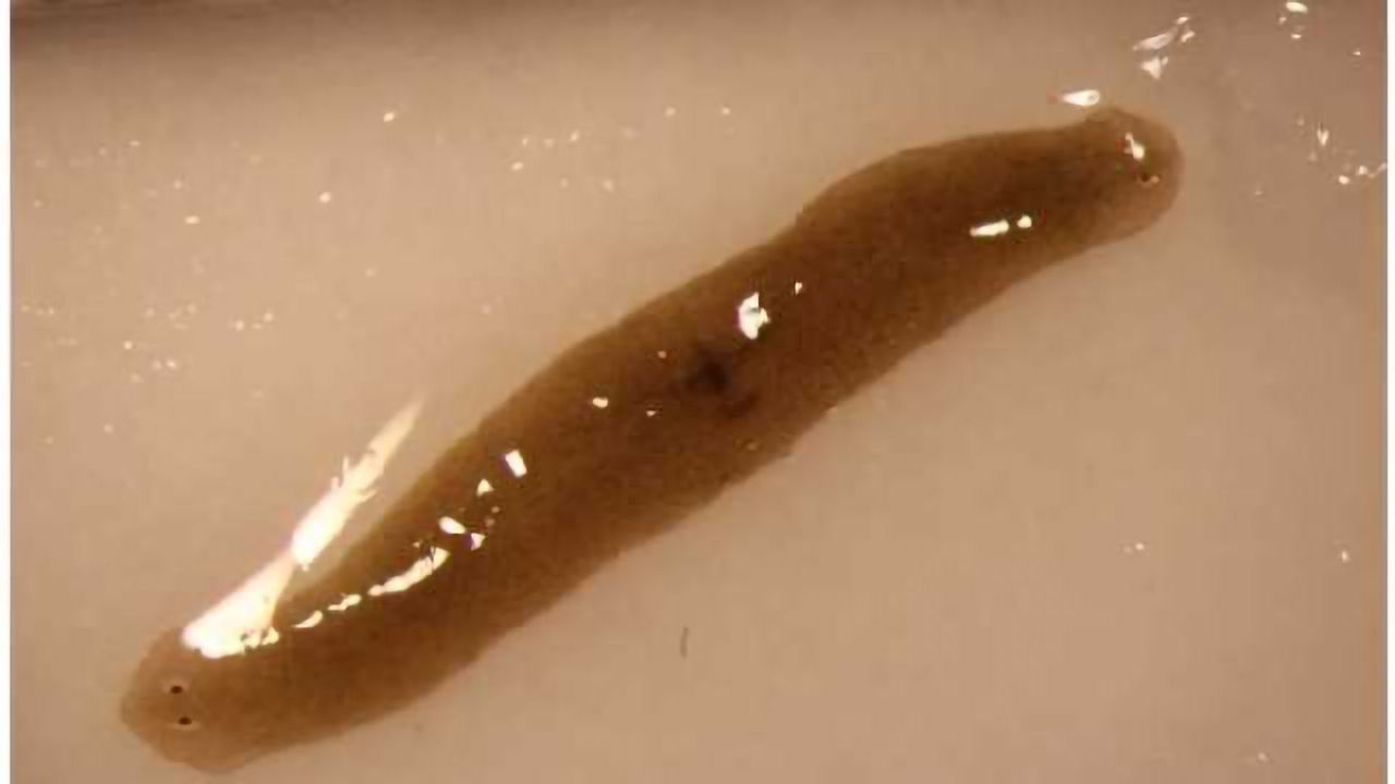 Space-traveling Flatworms Enhance Understanding of Regenerative Health
