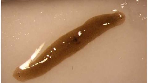 Space-traveling Flatworms Enhance Understanding of Regenerative Health