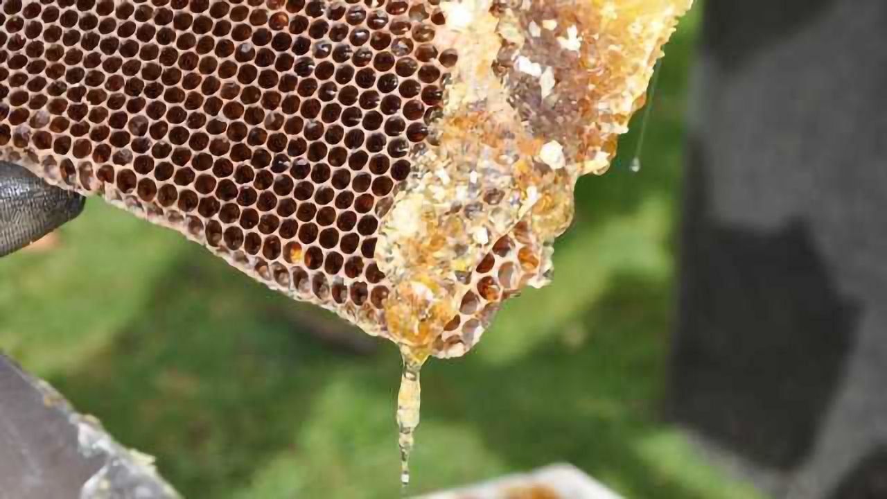 New Test Gets South American Honey Producers Buzzing
