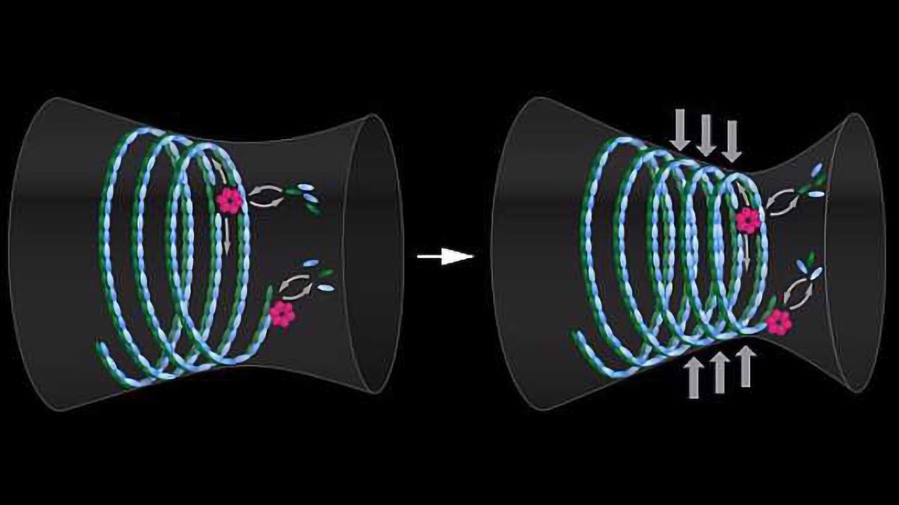 Splitting Cells: How a Dynamic Protein Machinery Executes 'The Final Cut'