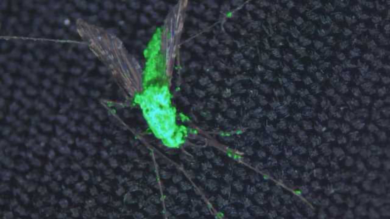 Genetically Engineered Fungus to Fight Malaria-Carrying Mosquitoes
