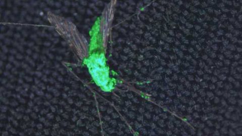 Genetically Engineered Fungus to Fight Malaria-Carrying Mosquitoes