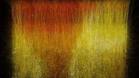 Topological Algebra Enables Understanding of Human Brain Structures in 11 Dimensions