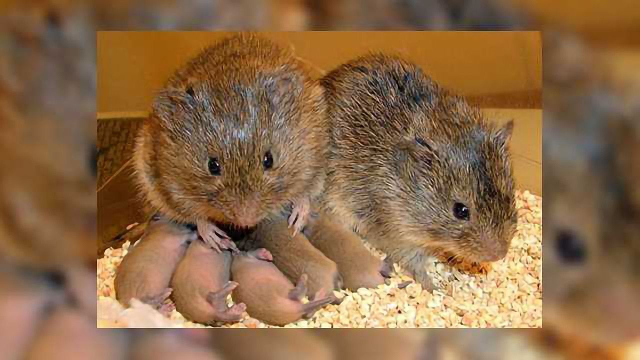 Medial Prefrontal Cortex to Nucleus Accumbens Activation Enhances Pair-Bonding