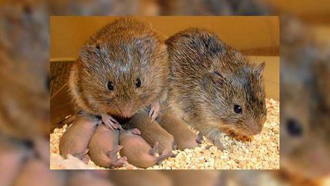 Medial Prefrontal Cortex to Nucleus Accumbens Activation Enhances Pair-Bonding