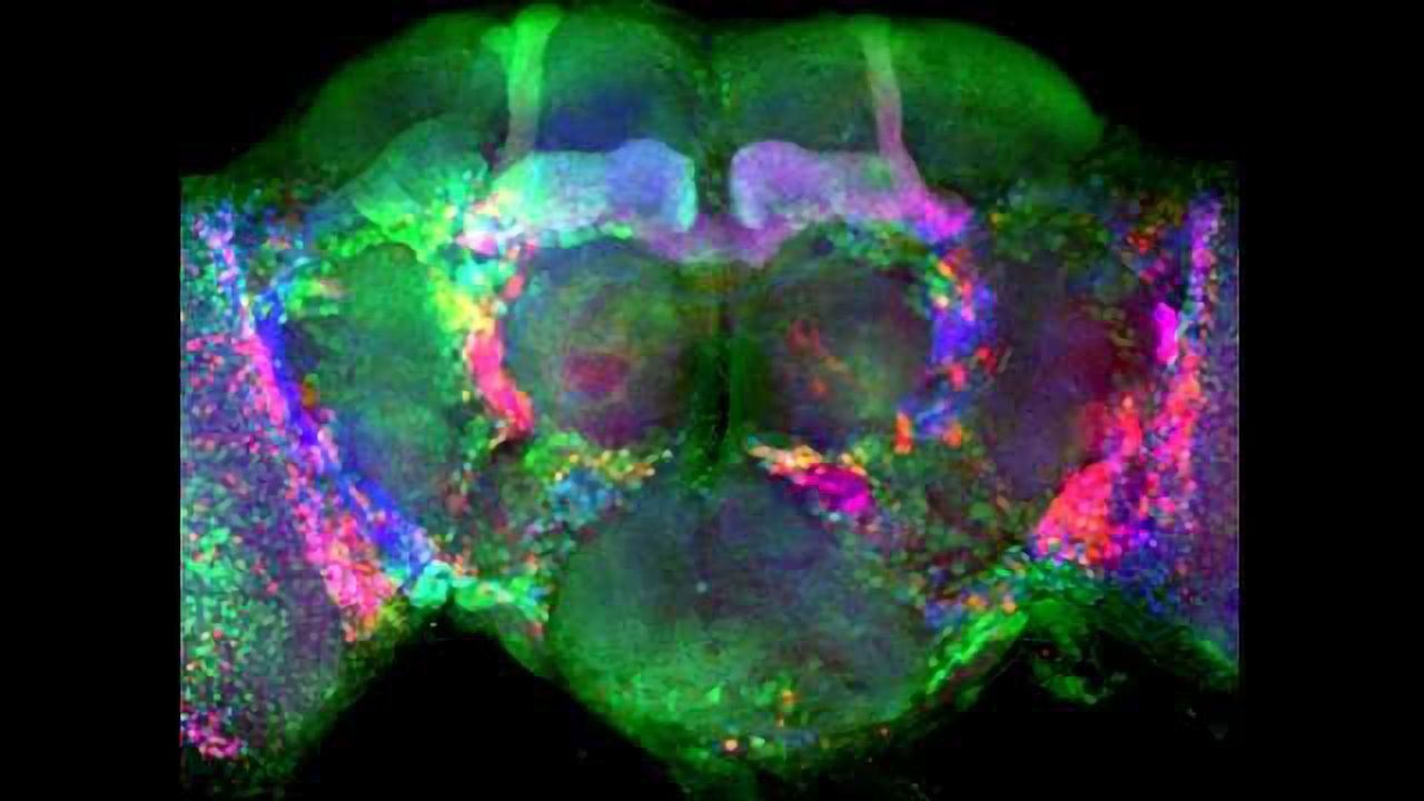 Presynaptic Protein LRP4 Predicts Excitatory Synapse Formation