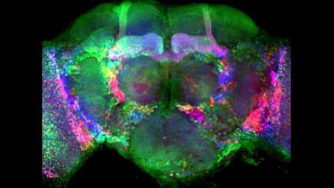 Presynaptic Protein LRP4 Predicts Excitatory Synapse Formation