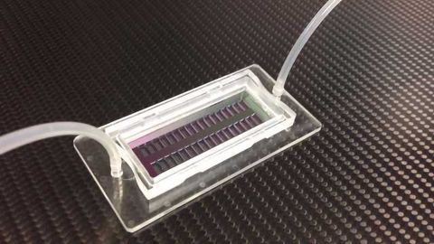 Single Cells Lined up Like Ducks in a Row