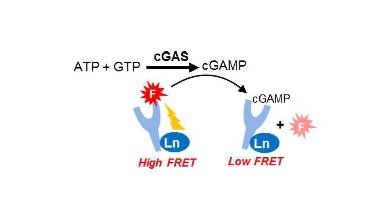 BellBrook Labs Receives Funding For Commercialization of cGMP-AMP Assay