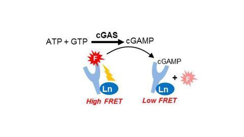 BellBrook Labs Receives Funding For Commercialization of cGMP-AMP Assay