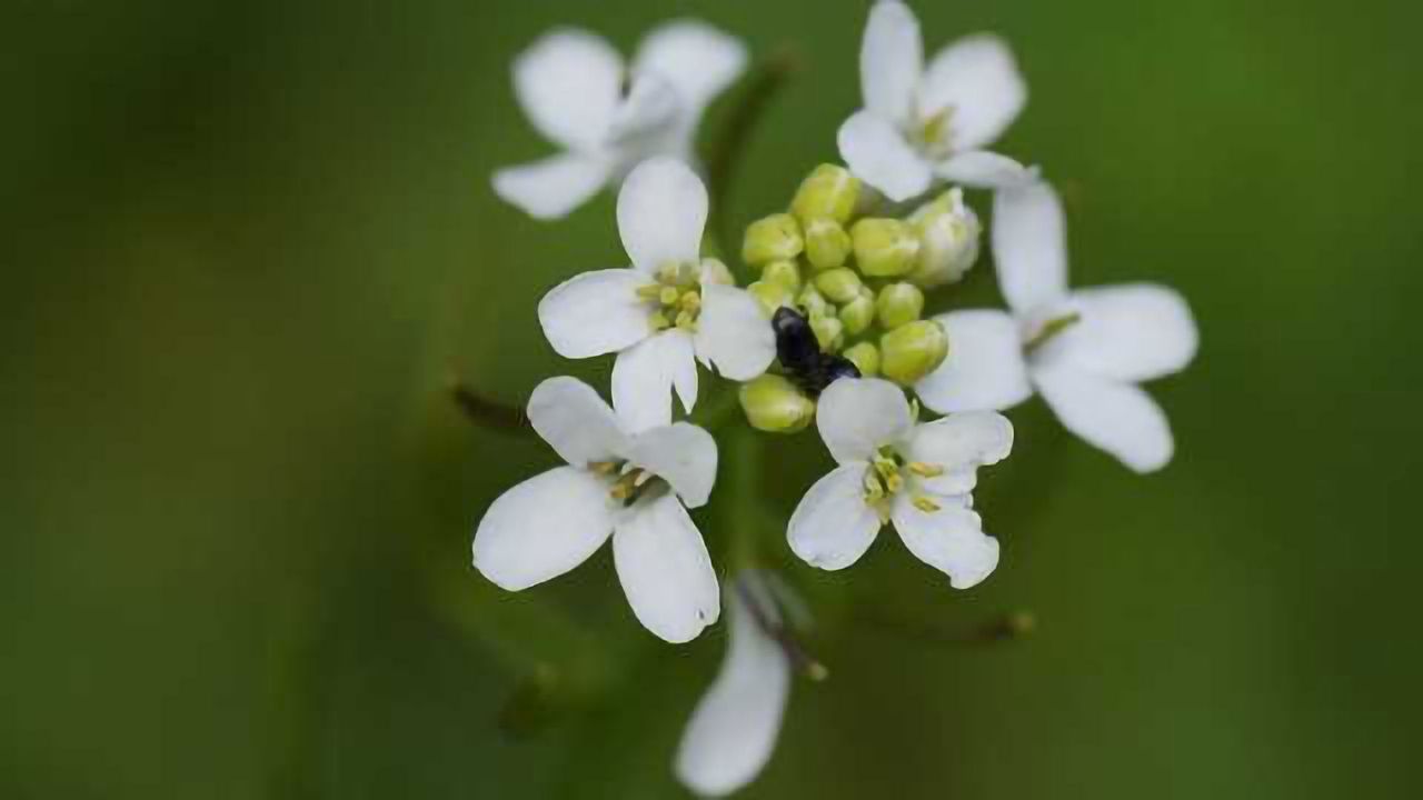 Small RNAs: a new weapon in the war between plants and phytopathogens