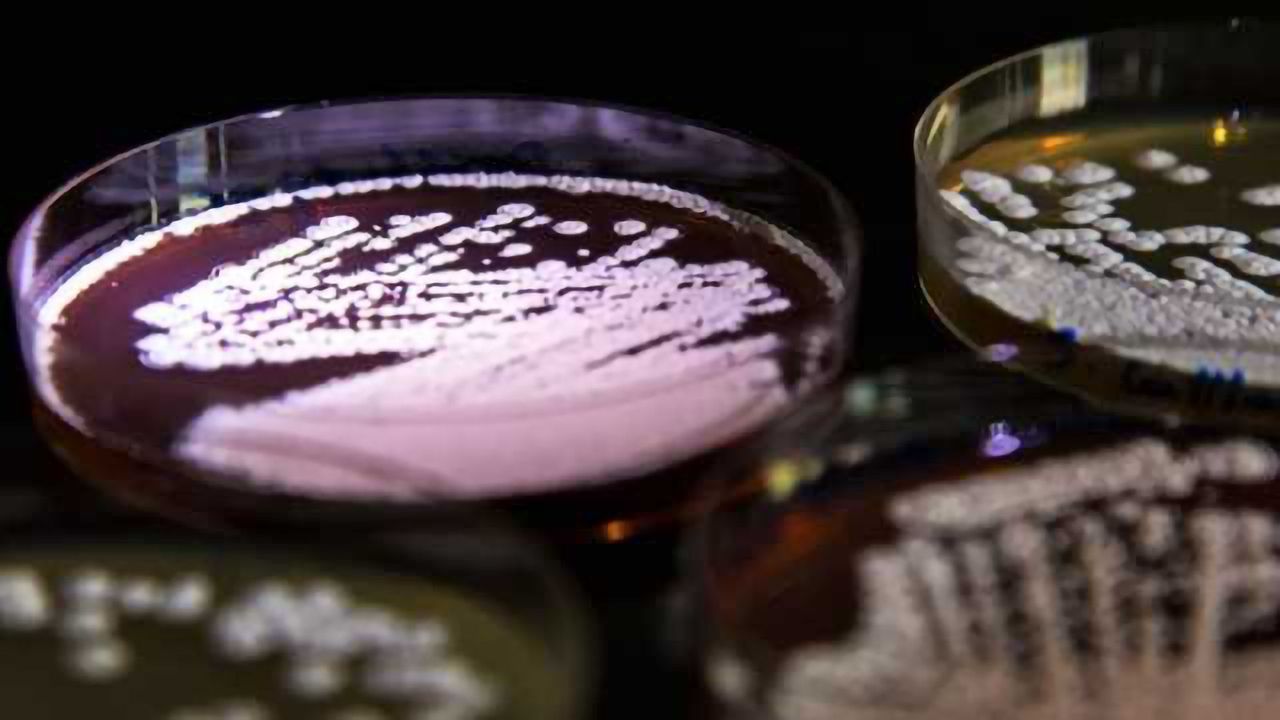 Solving the 30-Year Old Mystery of How Resistance Genes Spread